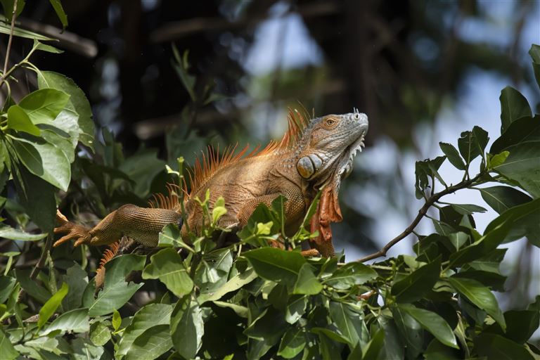 Geheimnisvolles Costa Rica: Vulkane und Regenwald ©Patrick Gijsbers/istock